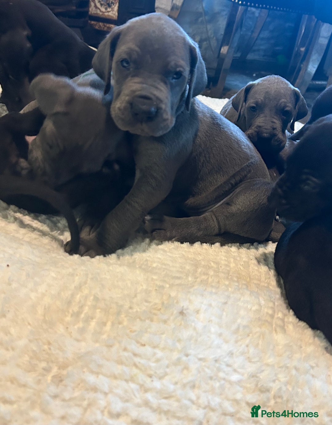 Great Dane dogs for sale: Stunning Great Dane Puppies  - Advert 13