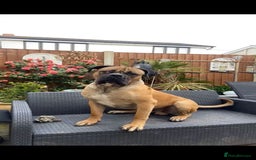 Mixed Breed dogs for sale: bullmastiff mix for sale - Image 3