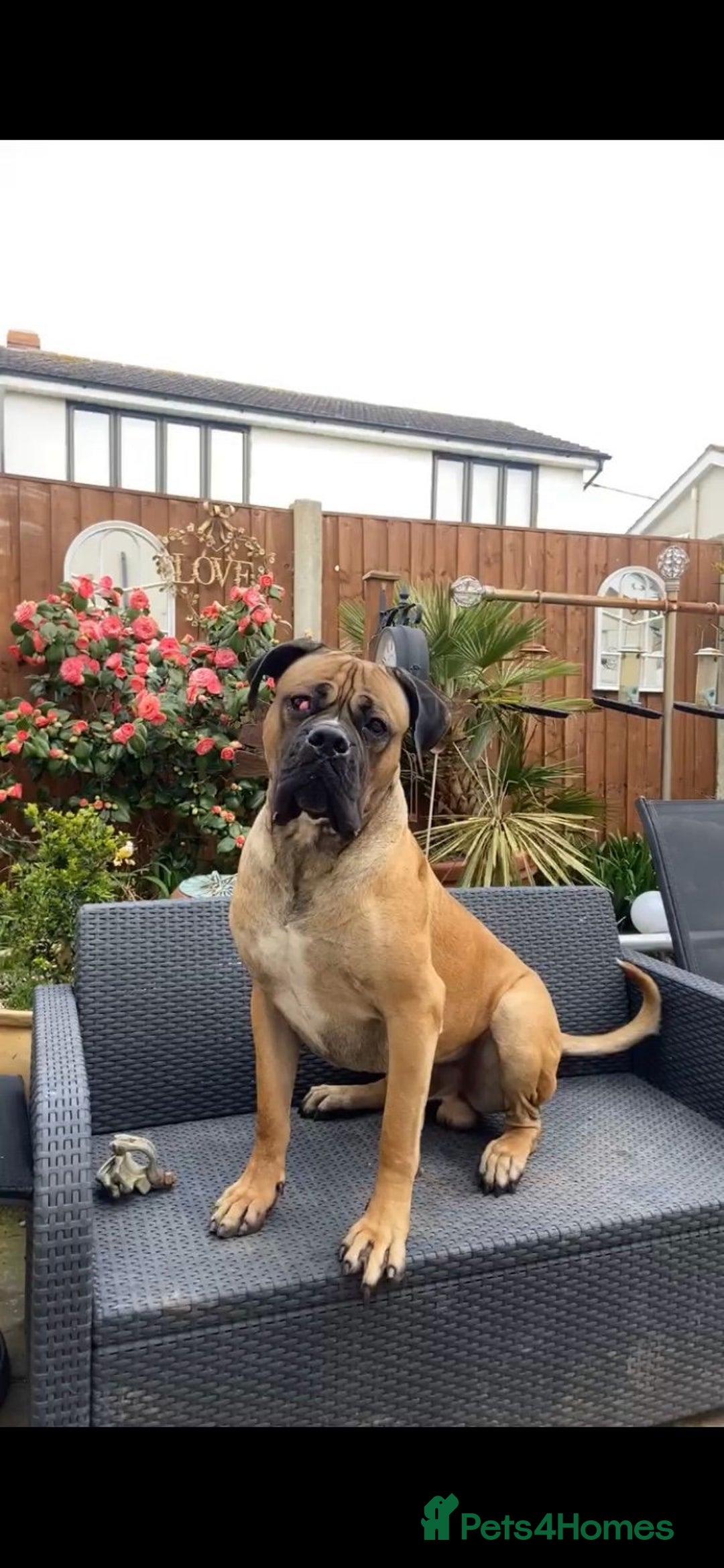 Mixed Breed dogs for sale: bullmastiff mix for sale - Image 3