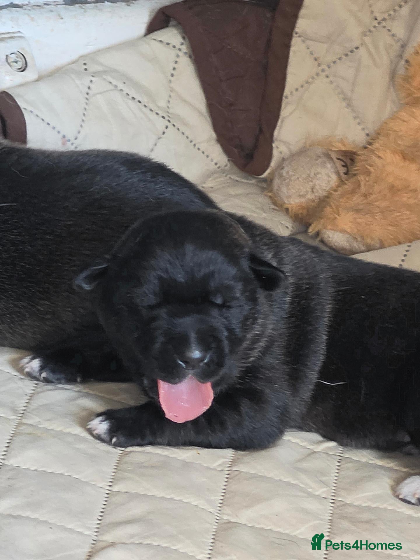 Mixed Breed dogs American Akita x cane corse puppies - Advert 18