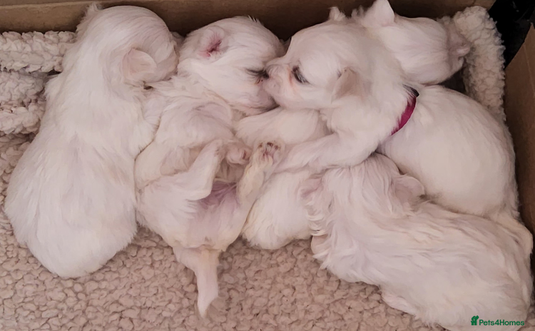 Maltese dogs - Advert 8