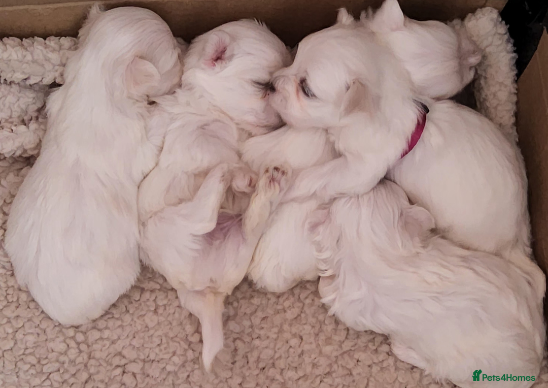 Maltese dogs for sale: 3 Amazing Maltese pups - Image 1