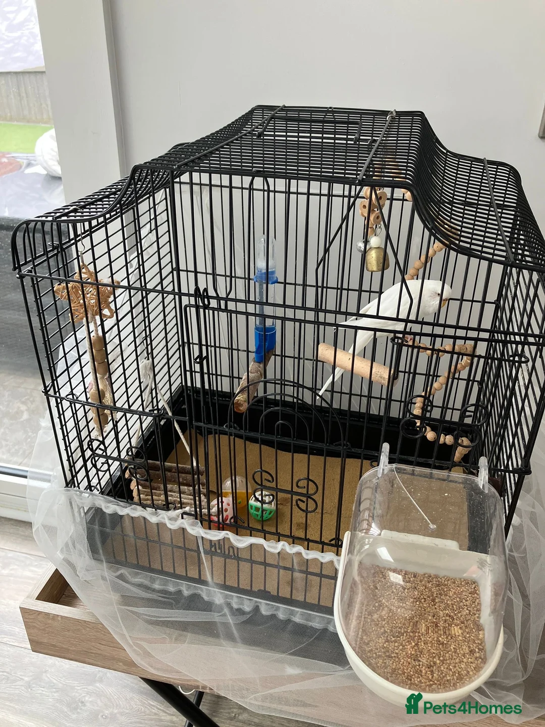 Budgerigars birds for sale: Snowy - Advert 1