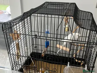 Budgerigars birds Snowy - Advert 1