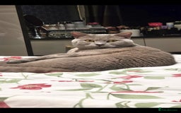 British Shorthair cats for sale: Adult British Short Hair male for adoption  - Image 2