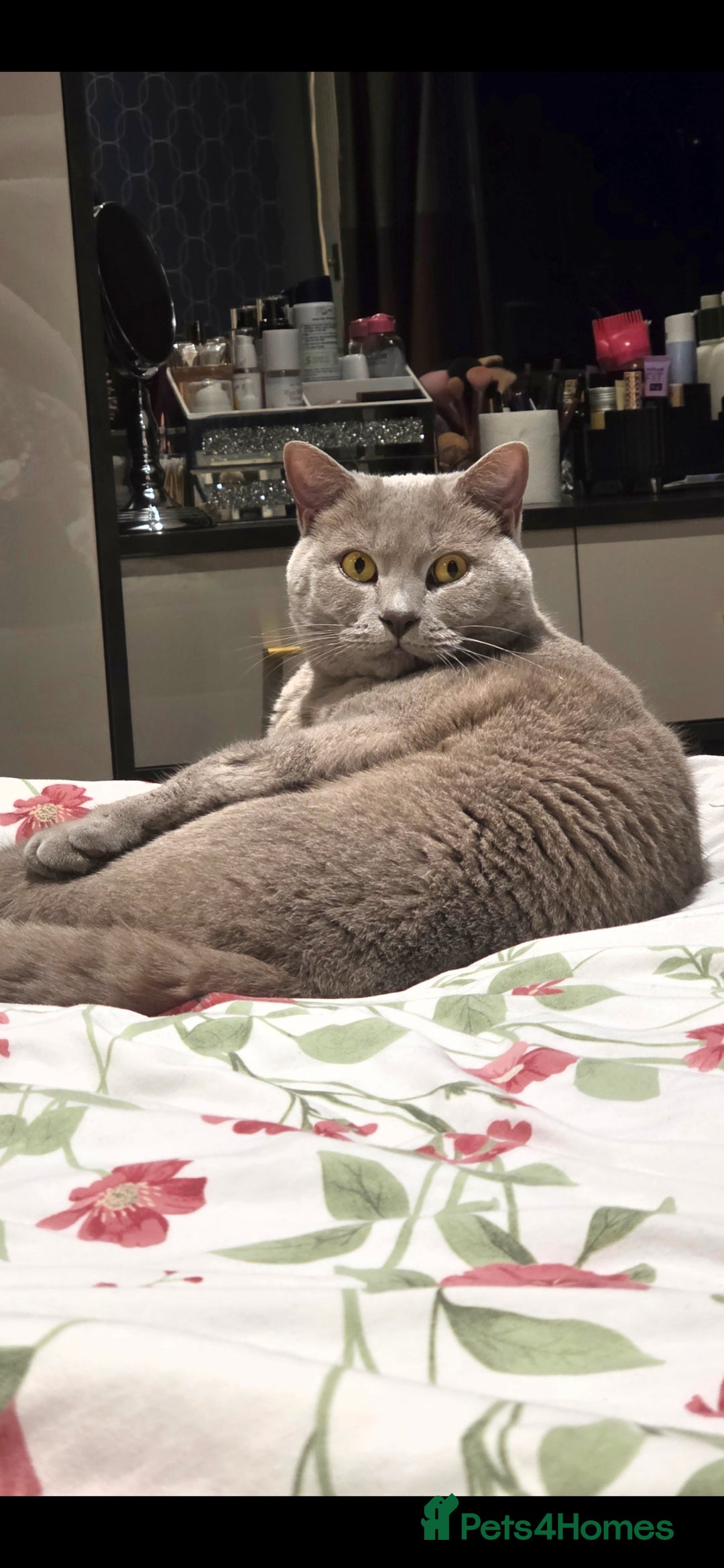 British Shorthair cats for sale: Adult British Short Hair male for adoption  - Image 2