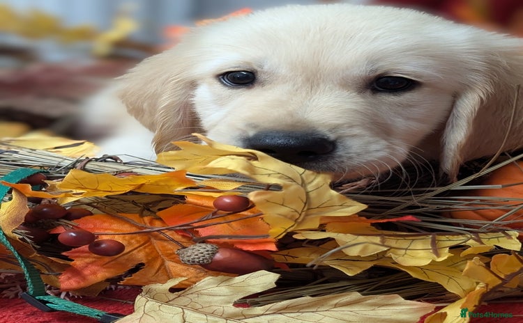 Golden Retriever dogs - Advert 3
