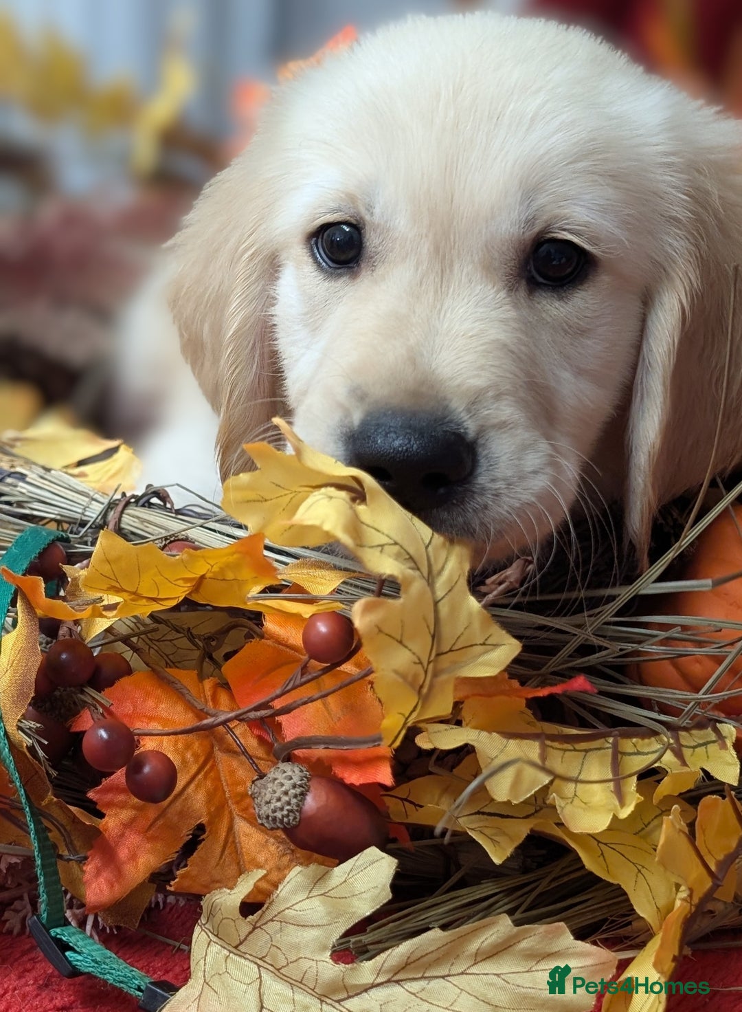 Dog Grooming Cortar Pelo Golden Retriever Dog Grooming Golden