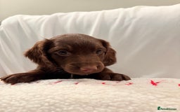 Mixed Breed dogs for sale: Daxipoo - Image 16