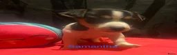 Jack Russell dogs for sale: Miniature Jack Russell  - Advert 16