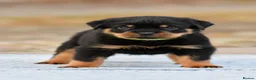Rottweiler dogs for sale: Phenomenal old fashioned, health tested parents - Advert 5