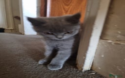 British Shorthair cats for sale: British short hair kittens for sale  - Image 10