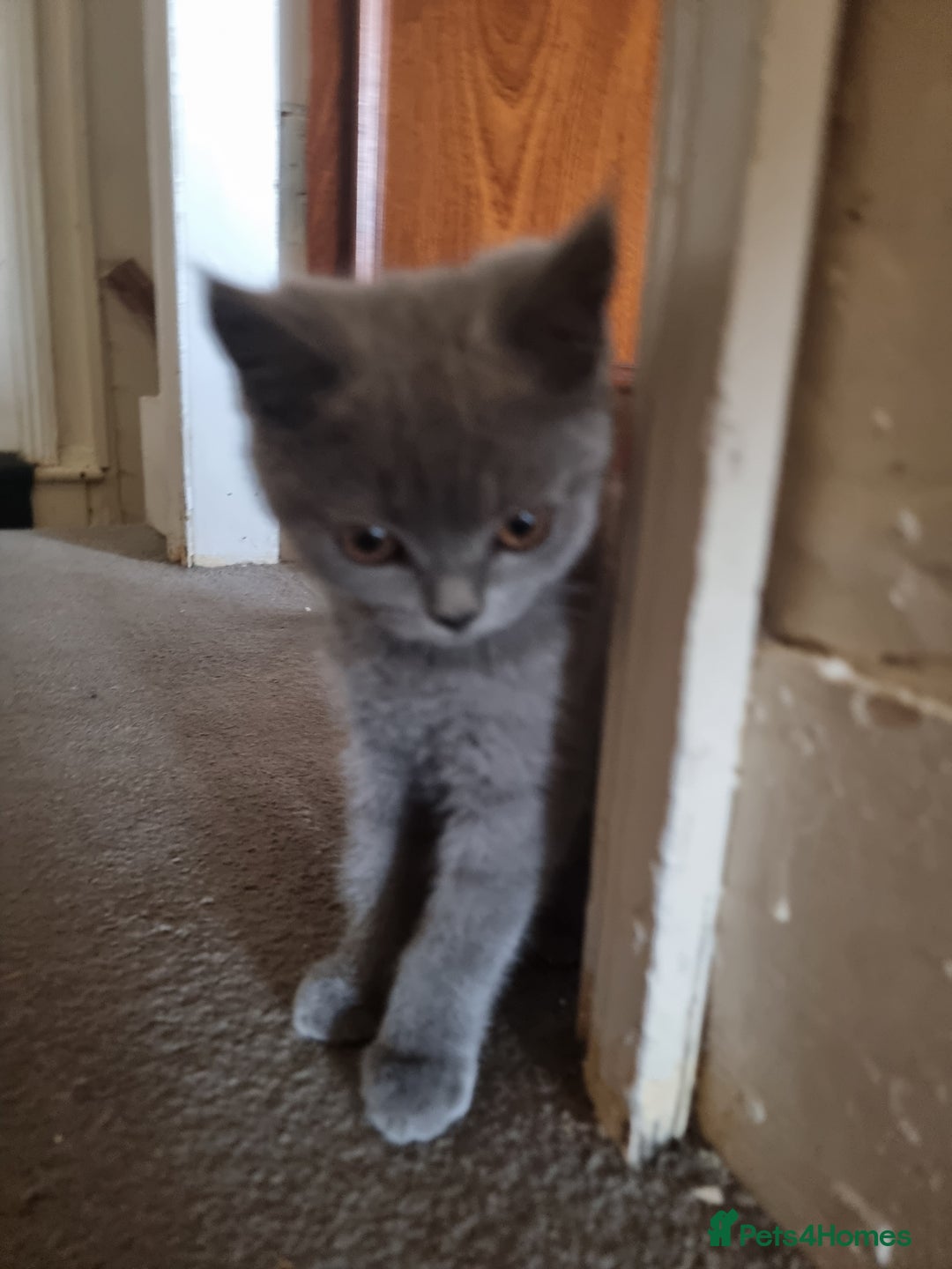 British Shorthair cats for sale: British short hair kittens for sale  - Image 10