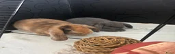 Mini Lop rabbits for sale: 1 Male and 1 Female lop for sale in Fareham - Advert 3