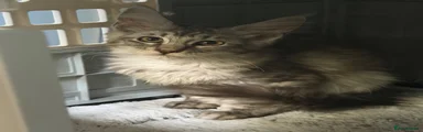 Silver female