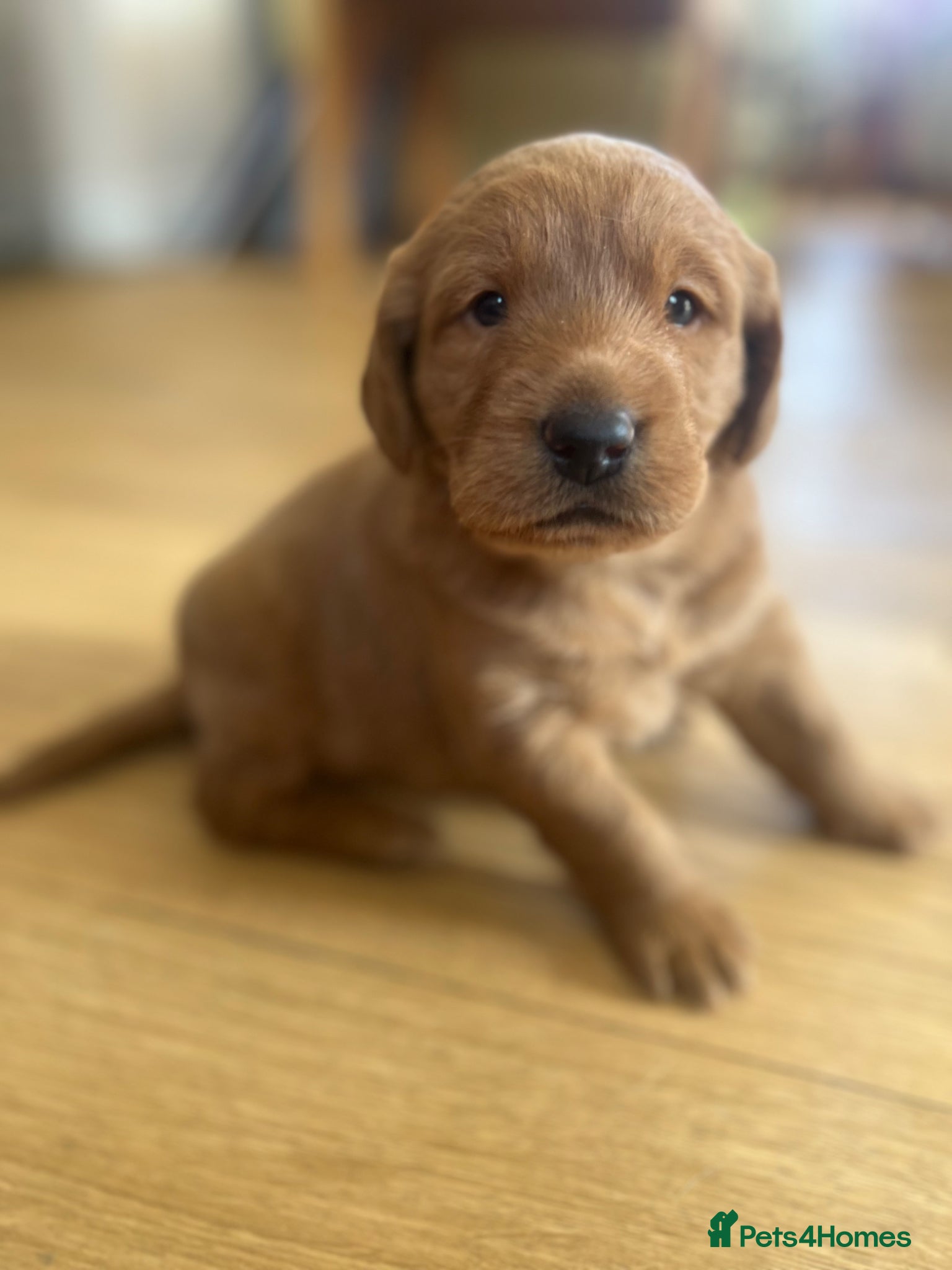 Labradoodle dogs Gorgeous Labradoodle Male Puppy - Advert 8