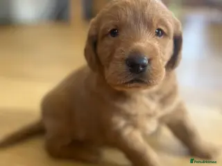 Labradoodle dogs Gorgeous Labradoodle Male Puppy - Advert 8