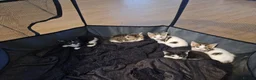 Mixed Breed cats for sale: Kittens ready for homes, tabby, white, black - Advert 3