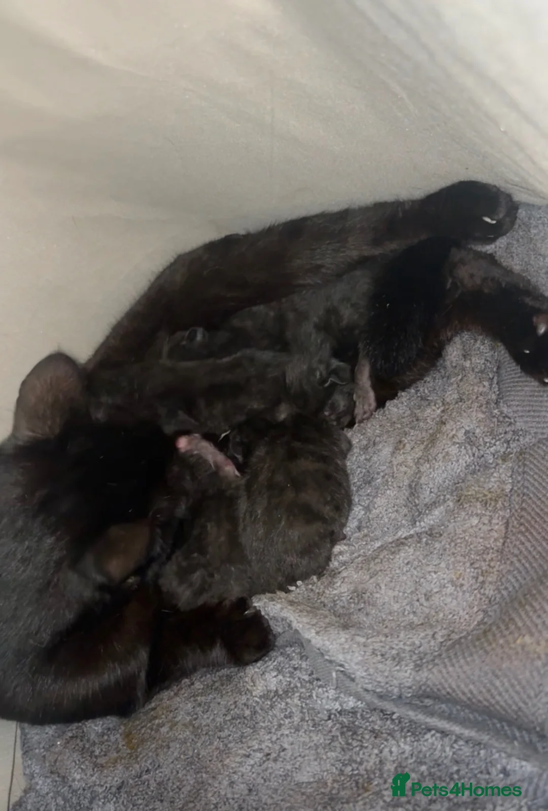 Mixed Breed cats for sale: Kittens for sale  in Todmorden - Advert 1