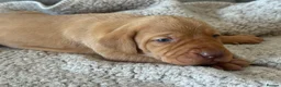Hungarian Vizsla dogs for sale: OUR BEAUTIFUL GIRL HAS HAD 8 KC REG PUPS - Advert 21