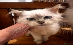 Siberian cats for sale: Three Siberian kittens!! - Image 9