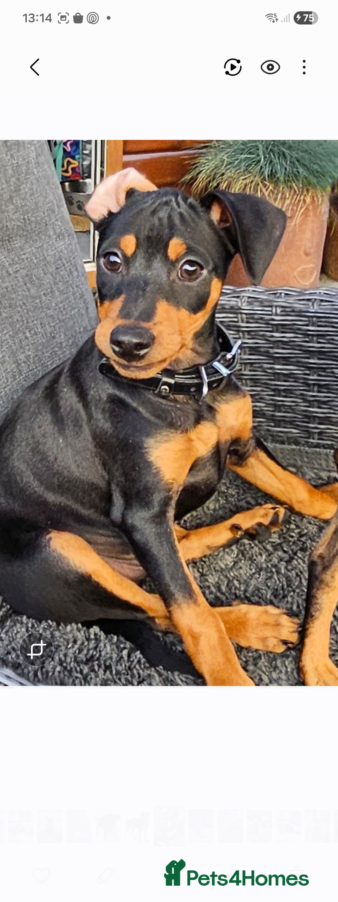 Miniature Pinscher dogs for sale: Miniture pincher male  - Advert 2