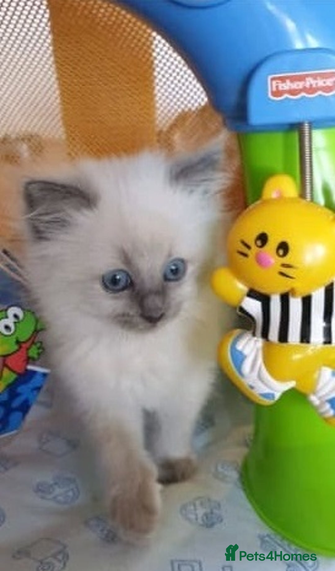 Ragdoll cats for sale: Adorable Fluffy Ragdoll Babies  Loving Homes! 🏡💖 - Advert 4