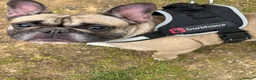 French Bulldog dogs for sale: Female Fawn French bulldog  in Pontefract - Advert 4