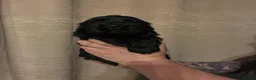 Cocker Spaniel dogs for sale: KC Show type cocker spaniel pups ready to leave  - Advert 34