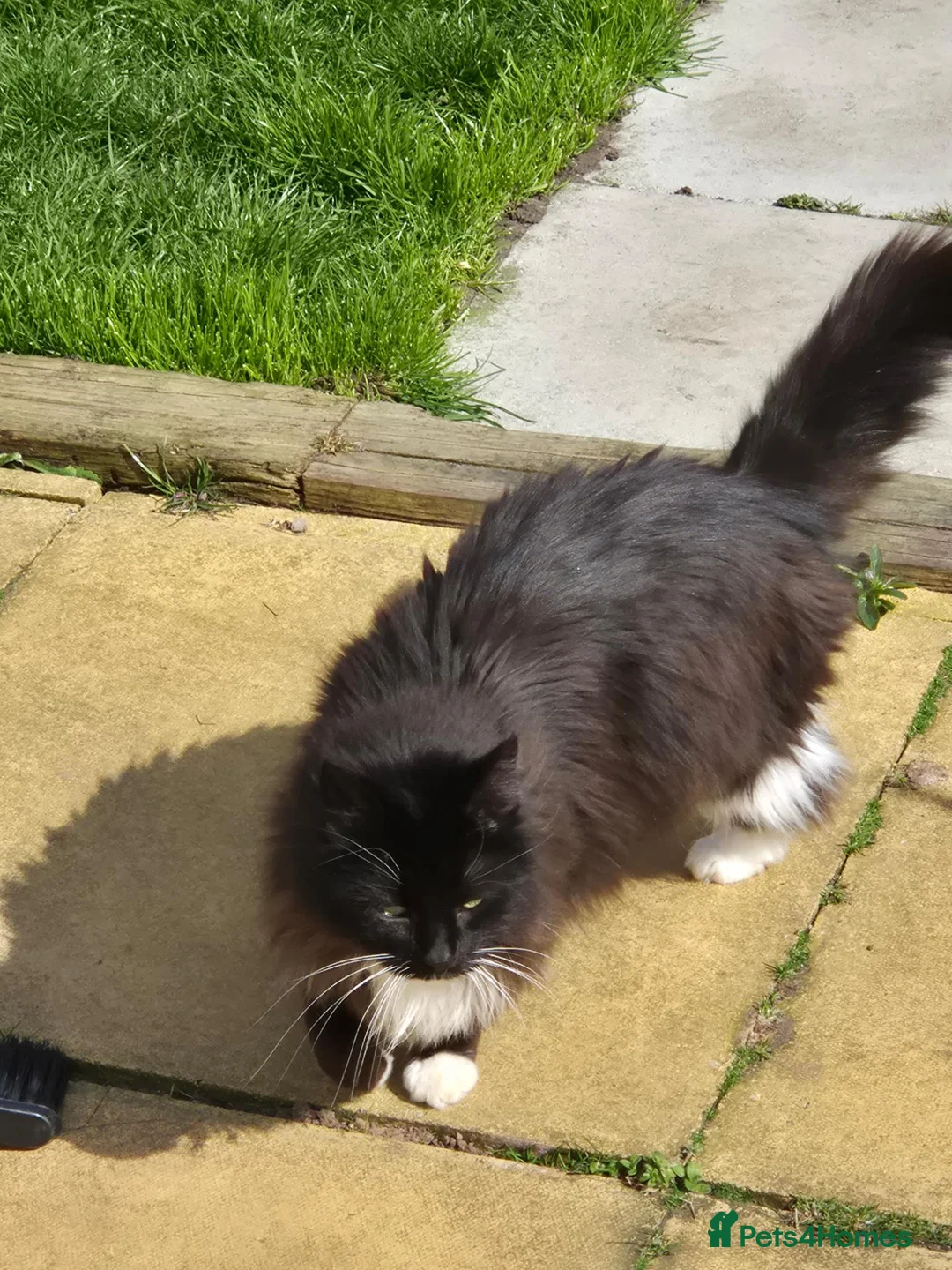 Mixed Breed cats for sale: Mother and Daughter  - Advert 1