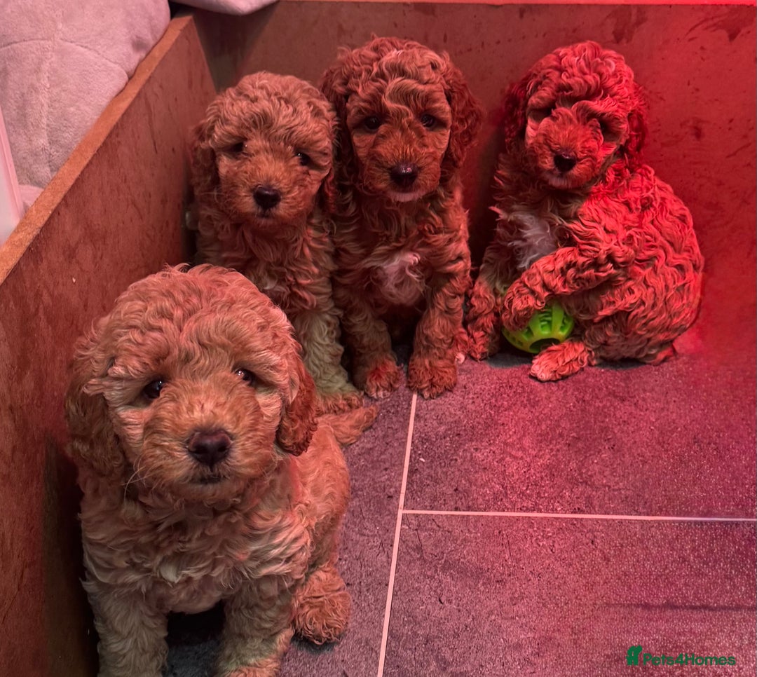 Miniature Poodle dogs for sale: Stunning Miniture Poodles - Image 3