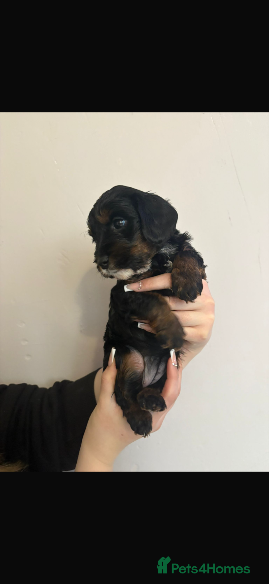 Cavapoo dogs Last remaining tan phantom cavapoo female  - Advert 13