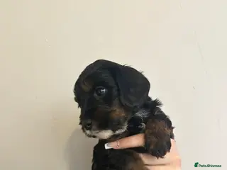 Cavapoo dogs Last remaining tan phantom cavapoo female - Advert 3