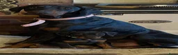 Dobermann dogs for sale: Doberman puppies  - Advert 5