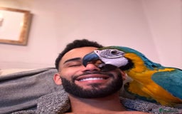 Macaws birds for sale: Empress  - Image 1