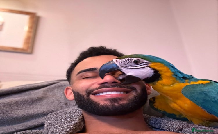 Macaws birds - Advert 1