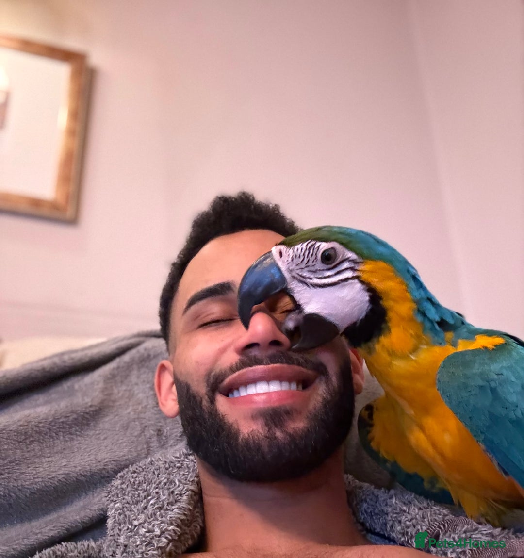 Macaws birds for sale: Empress  - Image 1