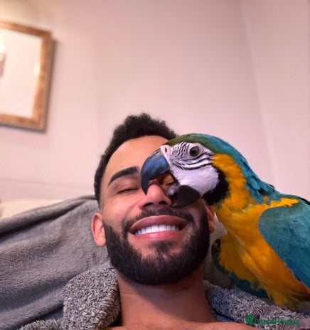 Macaws birds - Advert 7