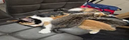 Mixed Breed cats for sale: Lovely kittens for good homes - Advert 5