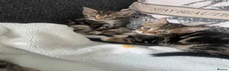 Mixed Breed cats for sale: Adorable kittens  in Bishop's Stortford - Advert 1