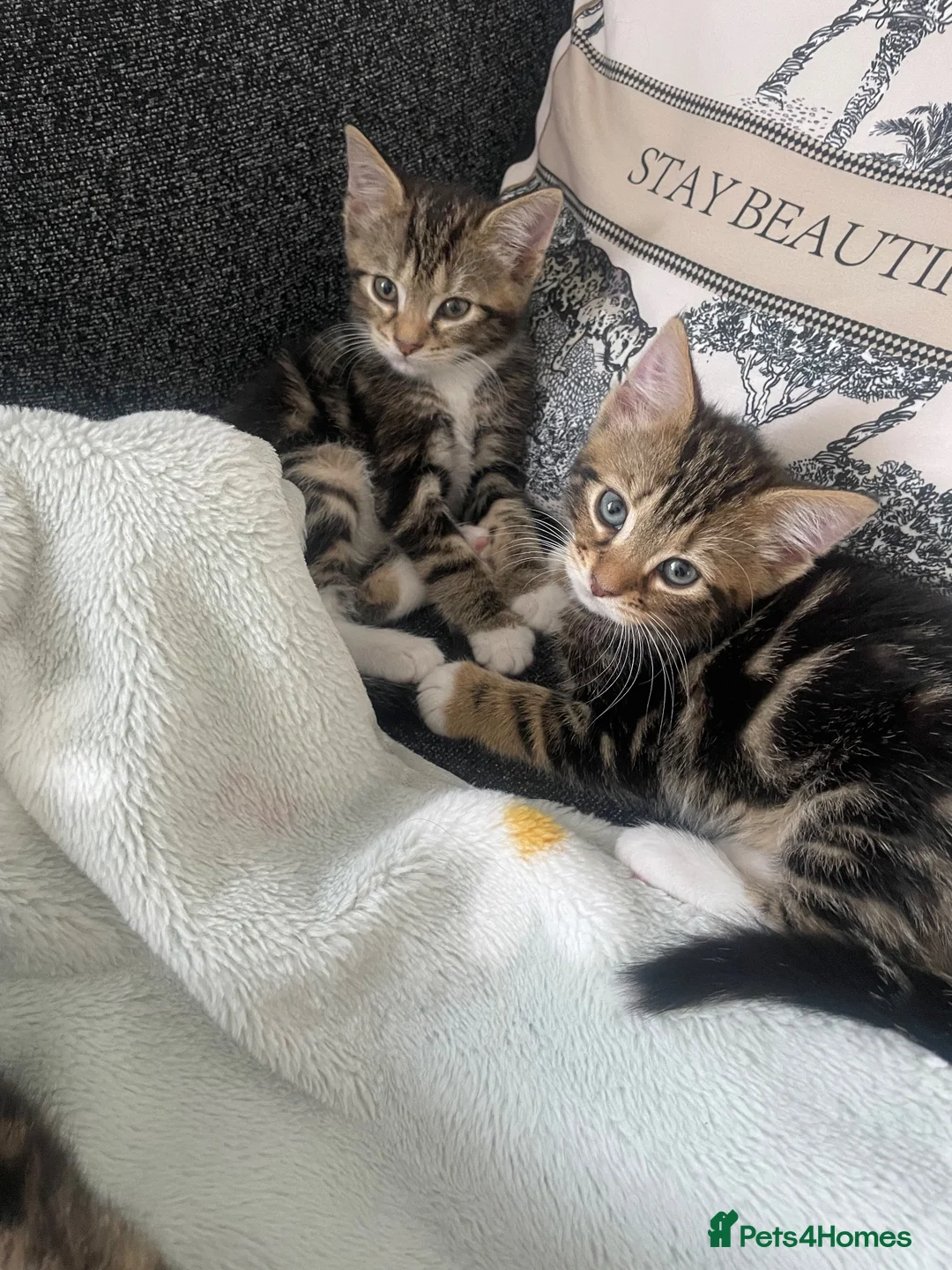Mixed Breed cats for sale: Adorable kittens  in Bishop's Stortford - Advert 1