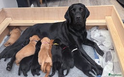 Labrador Retriever dogs for sale: Fantastic KC registered litter from FTCH lines - Image 14