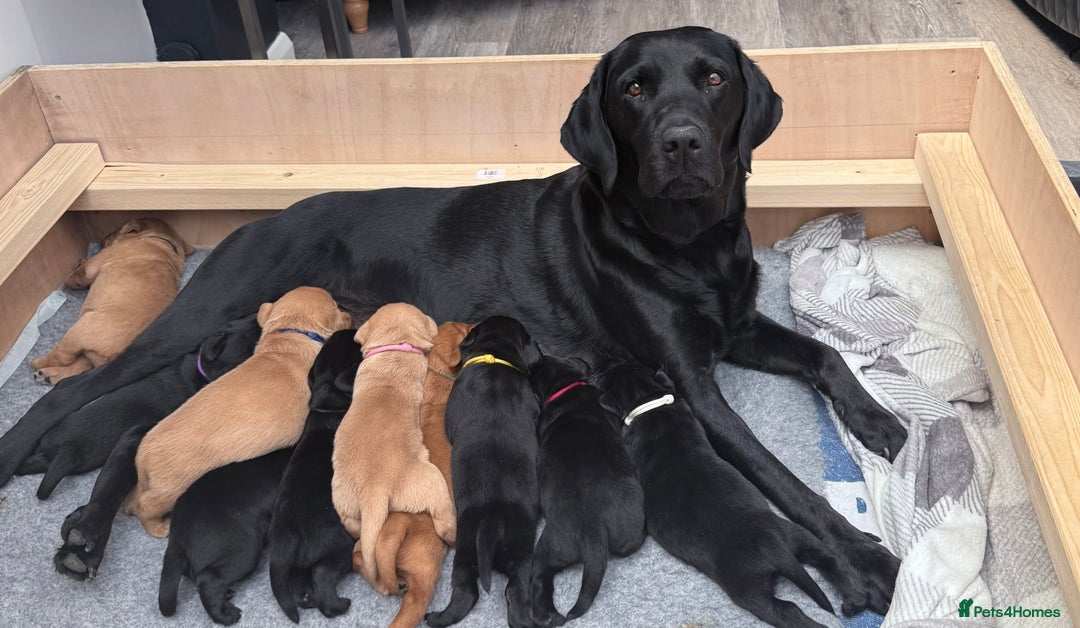 Labrador Retriever dogs for sale: Fantastic KC registered litter from FTCH lines - Image 14