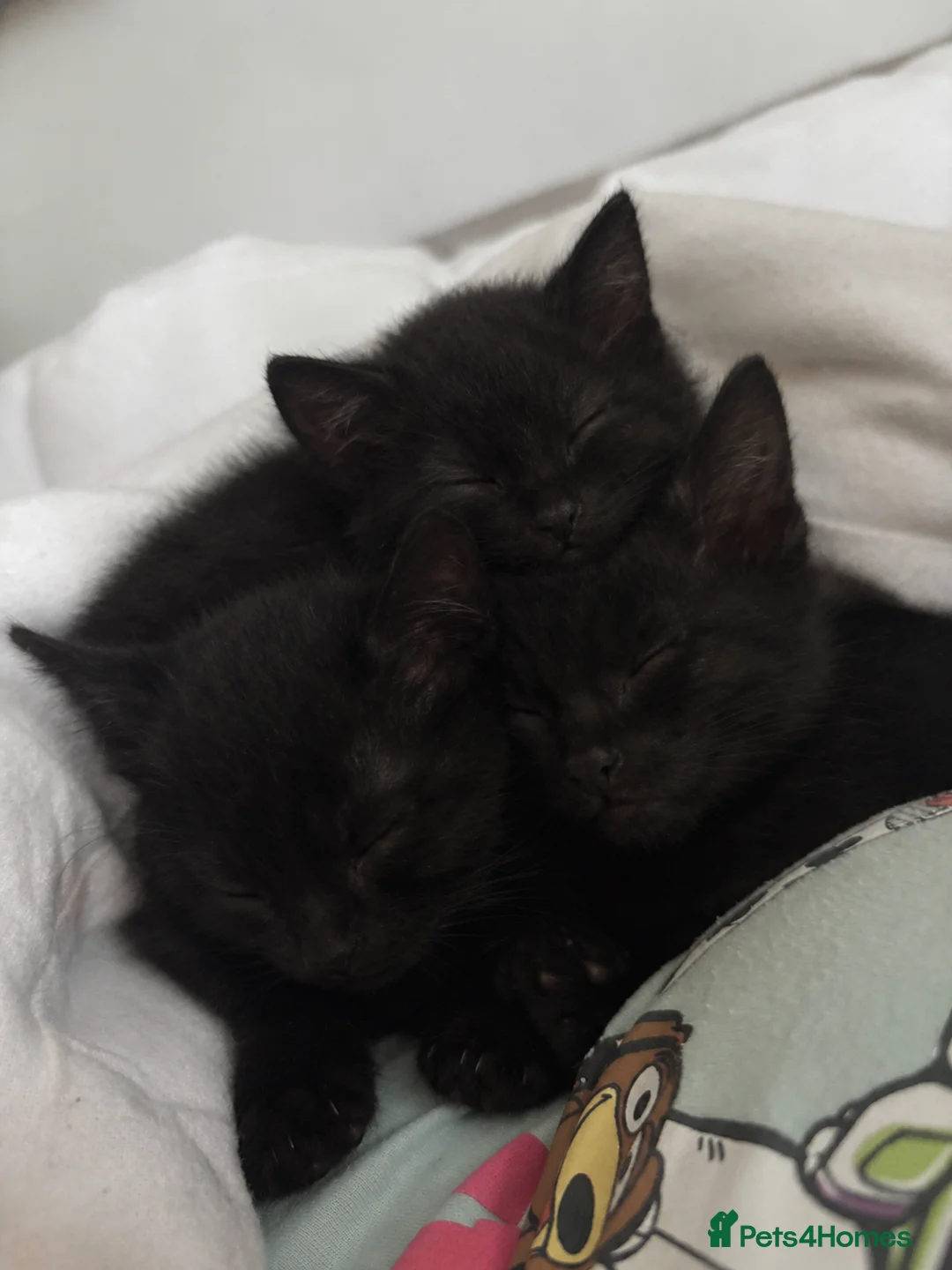 British Shorthair cats for sale: Gorgeous black male kitten 8 weeks  - Advert 2
