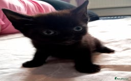 Mixed Breed cats for sale: 5 beautiful kittens  - Image 4