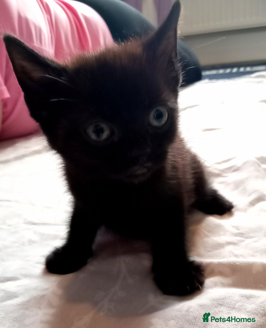 Mixed Breed cats for sale: 5 beautiful kittens  - Image 4