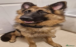 German Shepherd dogs for sale: 10 month old German Shepherd female - Image 3