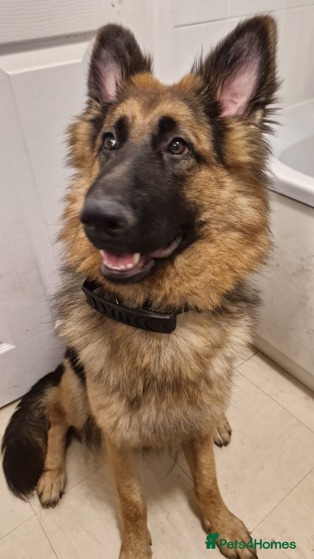 German Shepherd dogs for sale: 10 month old German Shepherd female - Image 3