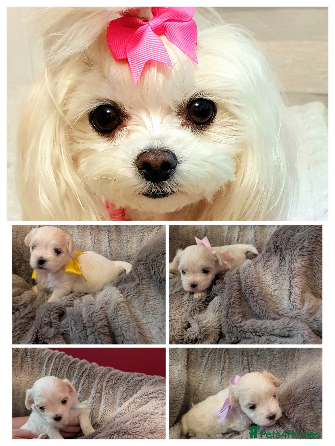 Maltese dogs for sale: Beautiful Small Size Maltese ONLY TWO PUPPIES LEFT - Image 7