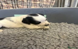 Cocker Spaniel dogs for sale: Two cocker spaniel litters for sale - Image 9